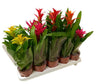 Guzmania Variada M12