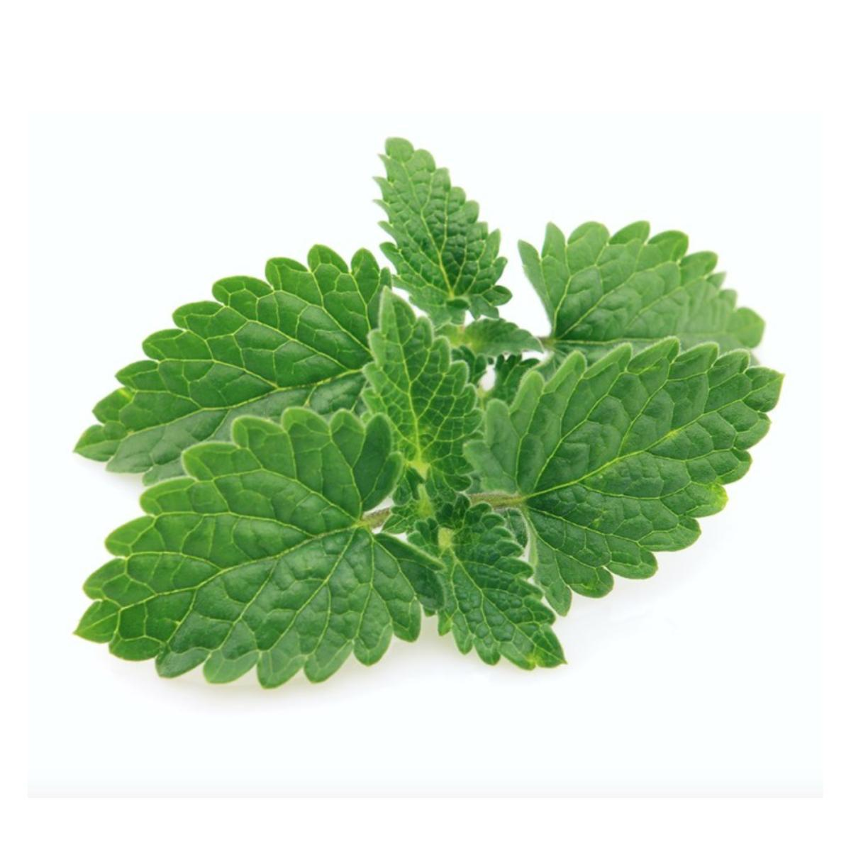 Plantón De Menta Común En Maceta 11 Cm_0