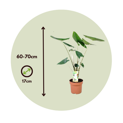 Planta Cebra - Alocasia 'zebrina' - Altura 60-70cm - ⌀17cm_2