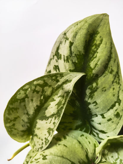 Scindapsus Pictus Trebie | Altura 25cm- Diámetro 12cm