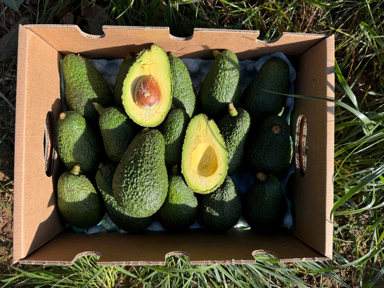 Aguacates Hass Ecológico De Temporada Tropitop 9kg_2