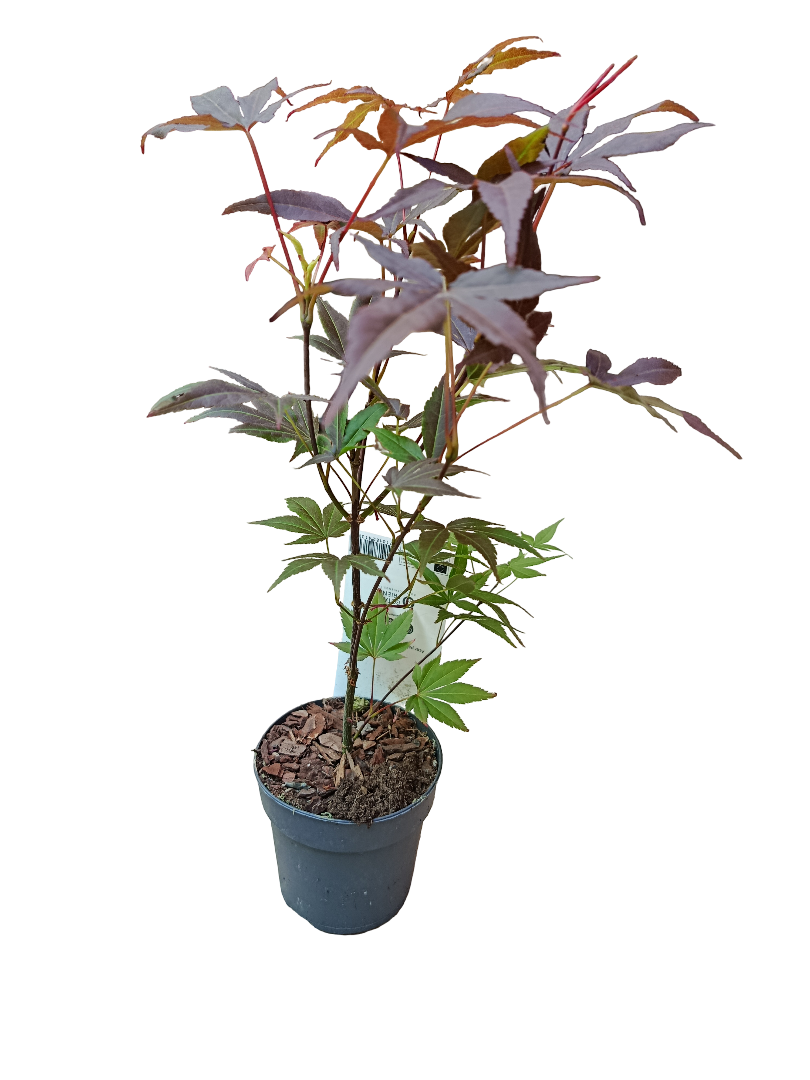 Acer Palmatum Atropurpurea Ø10 Arbol Para Hacer Bonsai_0