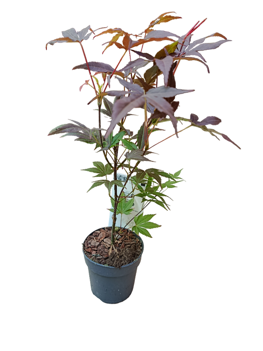 Acer Palmatum Atropurpurea Ø10 Arbol Para Hacer Bonsai_0