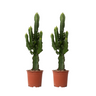 Árbol Candelabro - 2 Pzs - Euphorbia Ingens - Altura 50-60cm - ⌀17cm