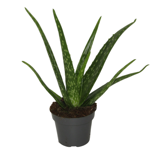 Aloe Vera Planta Medicinal Para El Hogar_0