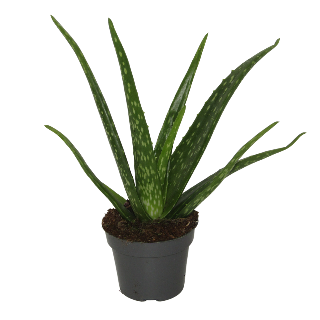 Aloe Vera Planta Medicinal Para El Hogar_0