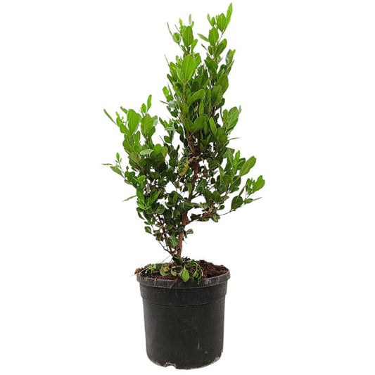 Rhus Lucida M19 60cm_0
