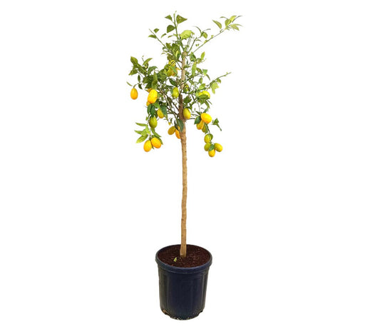 Limequat M30 140cm
