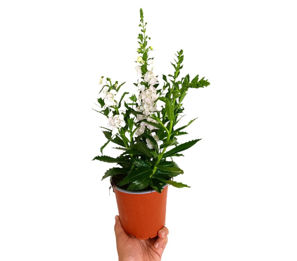 Angelonia Angustifolia M13_1