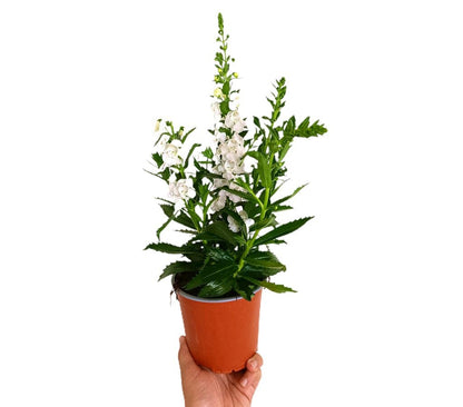 Angelonia Angustifolia M13_1
