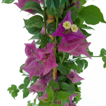 Bouganvillea Trepadora M20 120-150 Cm_1