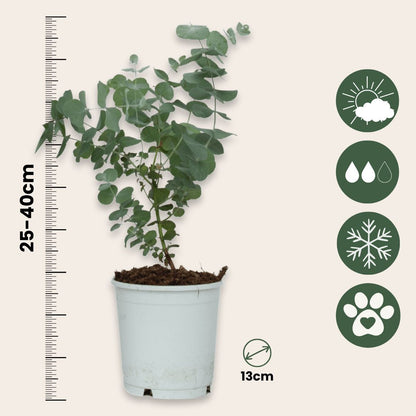 Eucalipto - 6 Pzs - Eucalyptus 'pulverulenta' - Altura 25-40cm - ⌀12cm_2