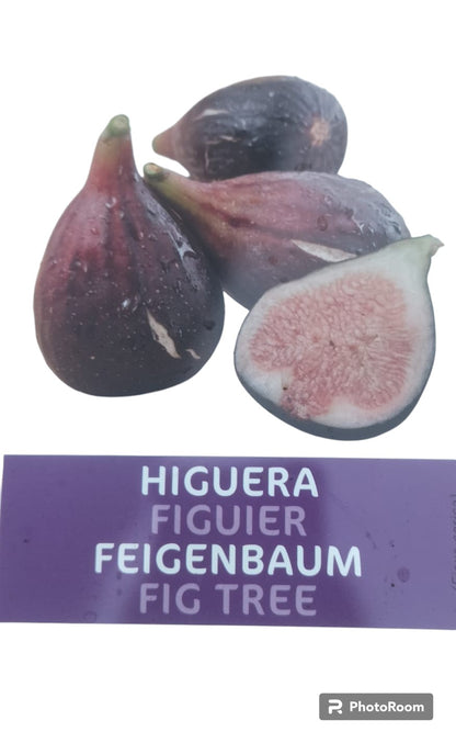 Higuera Enana Maceta