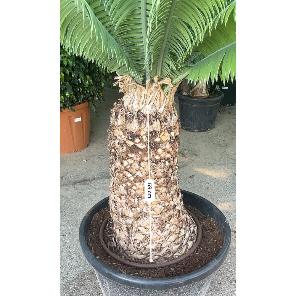 Dioon Spinolosum M70 200cm_2