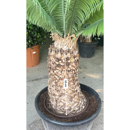 Dioon Spinolosum M70 200cm_2