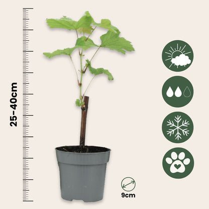 La Vid - 3 Pzs - Vitis Vinifera - Altura 25-40cm - ⌀9cm_2