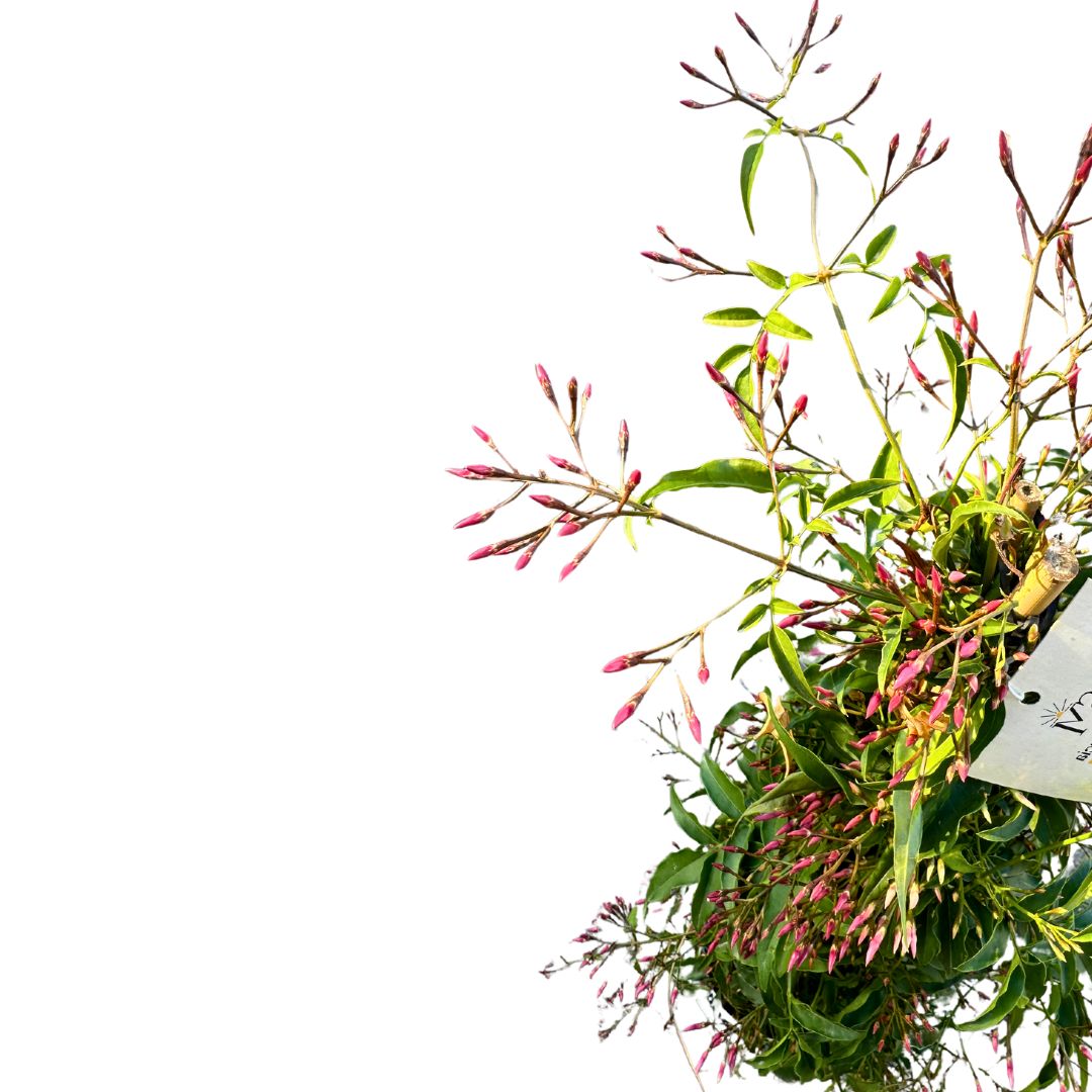 Jazmín Polyanthum Variedad De Jazmín Con Flores Abundantes_1
