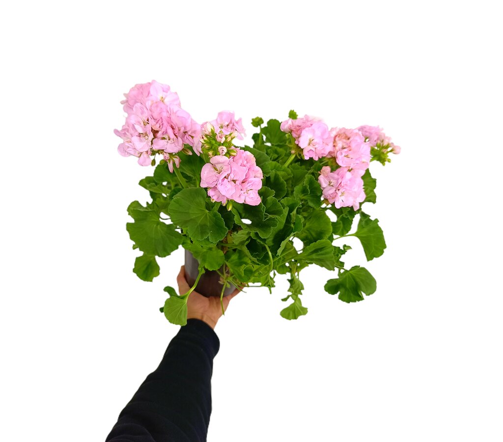 Geranium Zonal M17_0