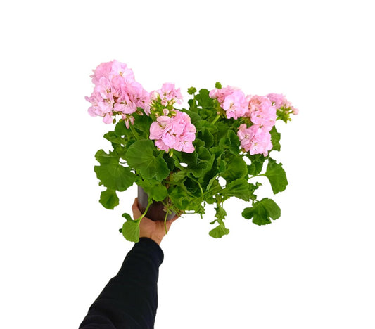 Geranium Zonal M17_0