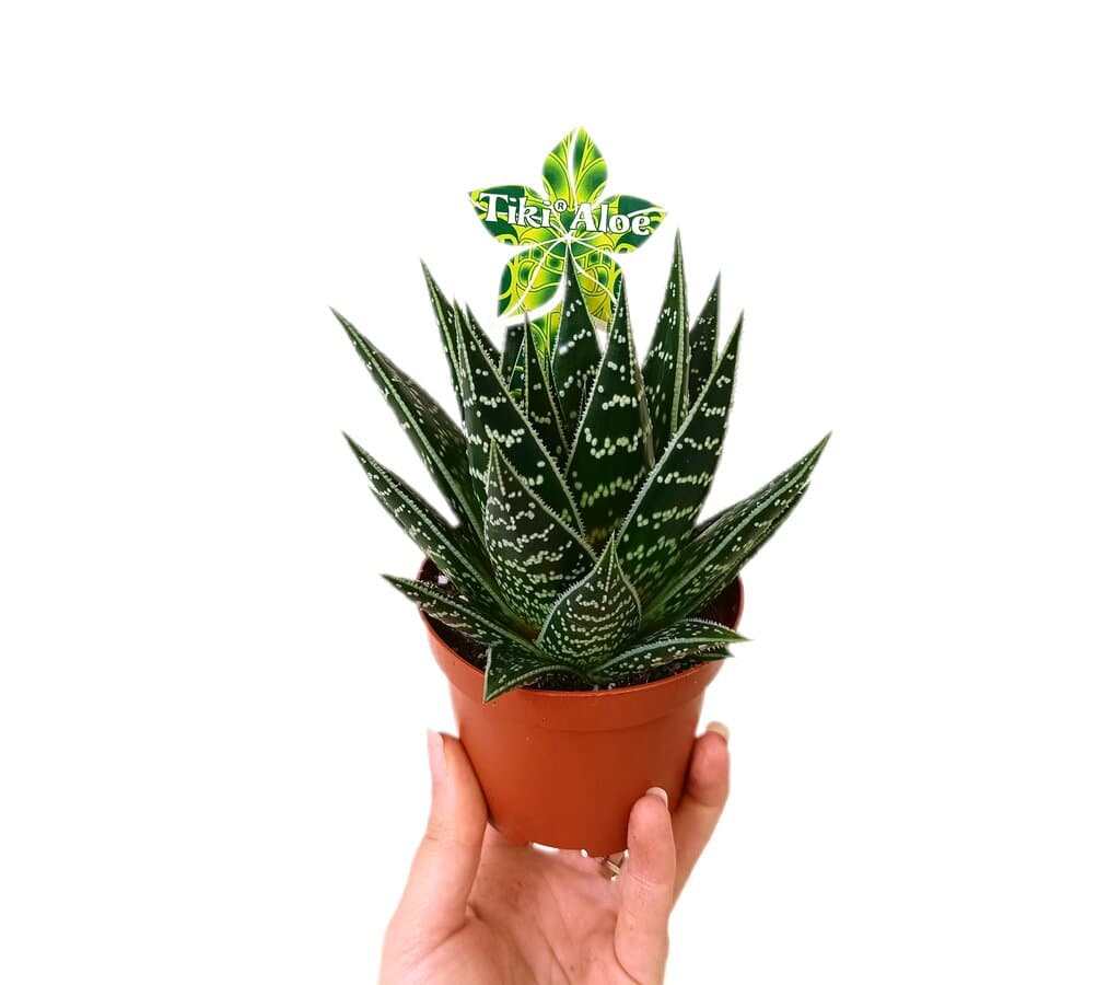 Aloe Tiki Tahi M9_0