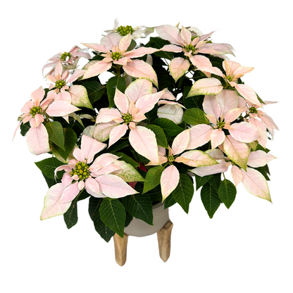 Decora Con Amor: Poinsettia Rosa Pastel Para Momentos Especiales M14_0