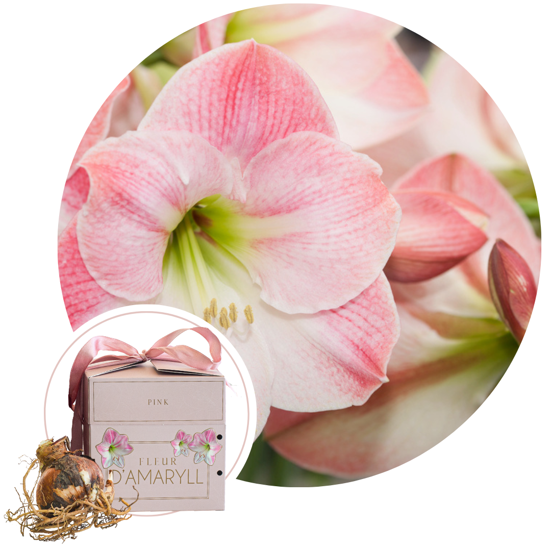 Amarilis Envoltorio De Regalo - Hippeastrum 'gift Box' - Bulbos De Flores - Rosa_0