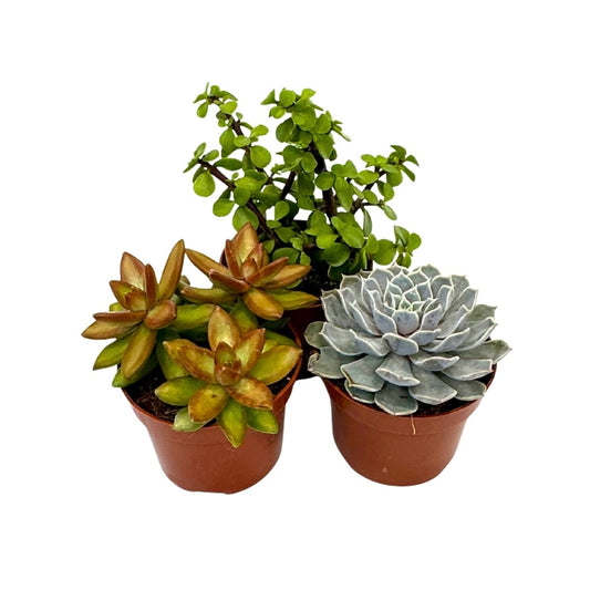 Mezcla De Suculentas - 3 Pzs - Succulent Mix - Altura 15-20cm - ⌀105cm_0