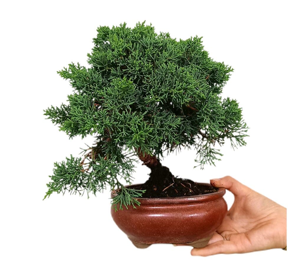 Bonsái Juniperus Chinensis 12 Años (enebro)