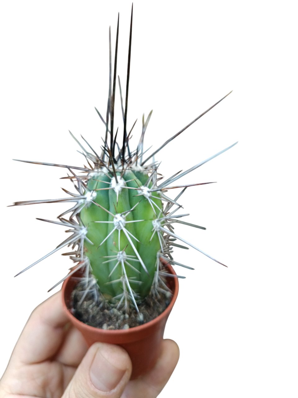 Cactus Stetsonia Coryne Espina Negra Planta Ø5 Cms_0
