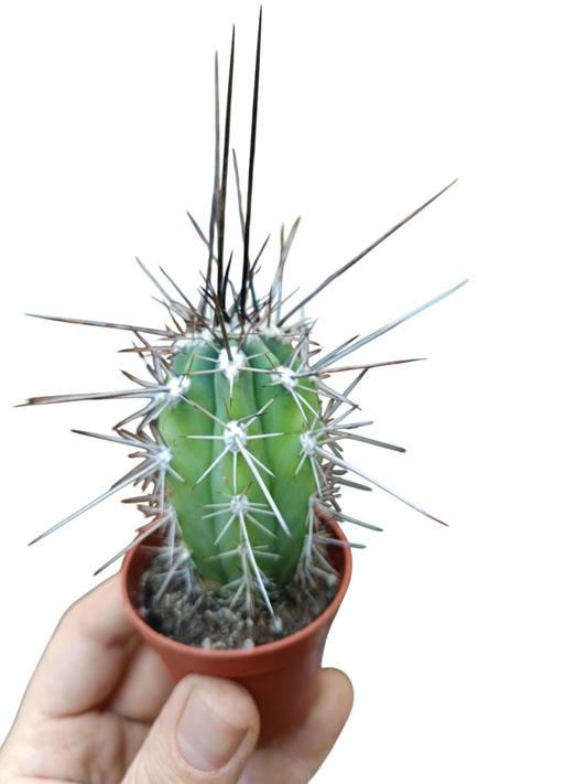 Cactus Stetsonia Coryne Espina Negra Planta Ø5 Cms