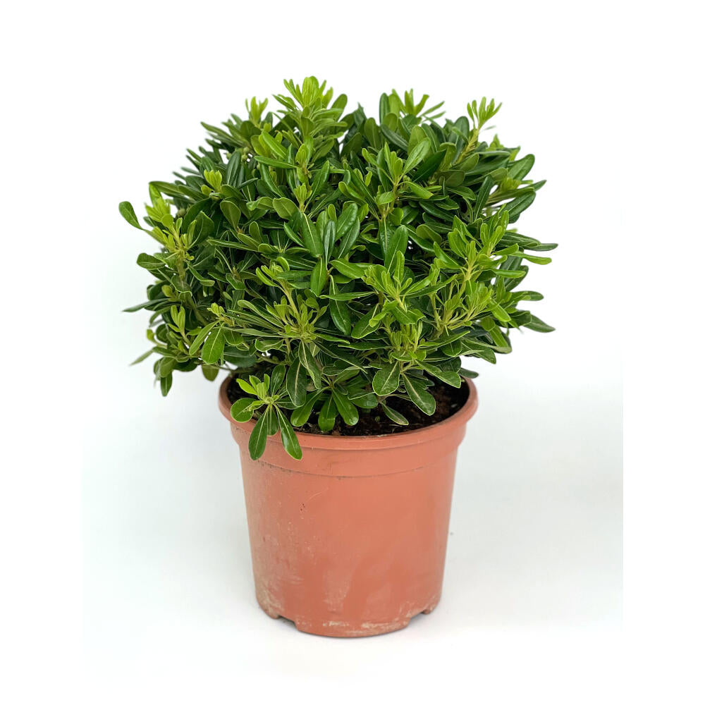 Pittosporum Tobira Nana M25 40cm_0