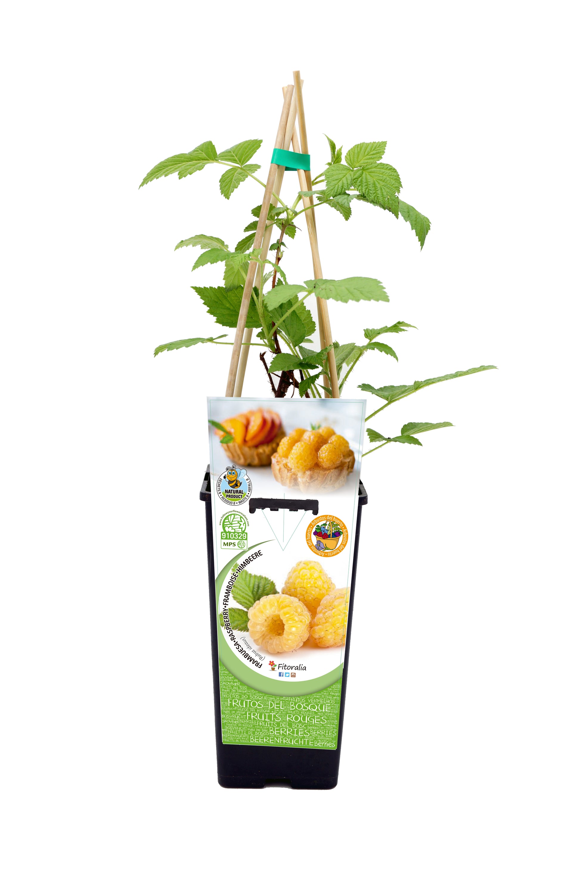 Frambuesa Amarilla En Maceta 2 L. Natural - Fitoralia