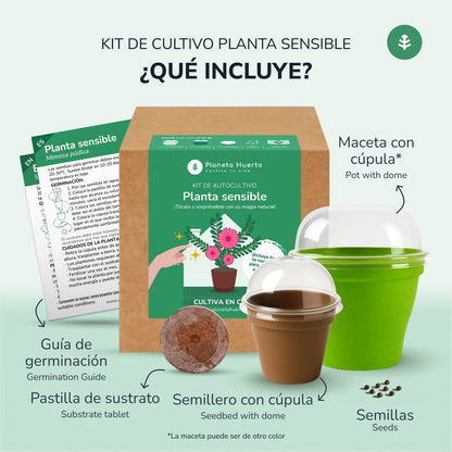 Kit de autocultivo Mimosa Sensitiva Planta Sensible Planeta Huerto