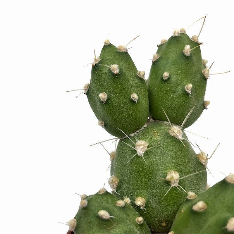 Cumulopuntia Zehnderi Cactus Y Suculentas
