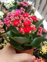 Kalanchoe Flor Rojo Planta Maceta 7 Cms