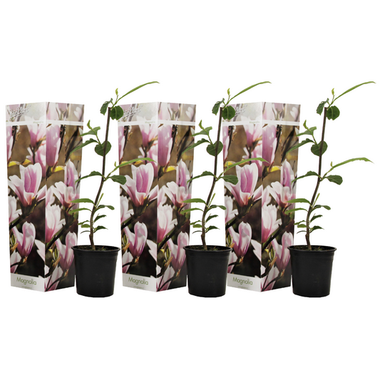 Magnolia De Hoja Caduca - 3 Pzs - Magnolia 'soulangea' - Altura 25-40cm - ⌀9cm_0