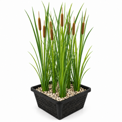 Espadaña De Hoja Estrecha - Typha Softroots - Set De 4 Con Cesta_0