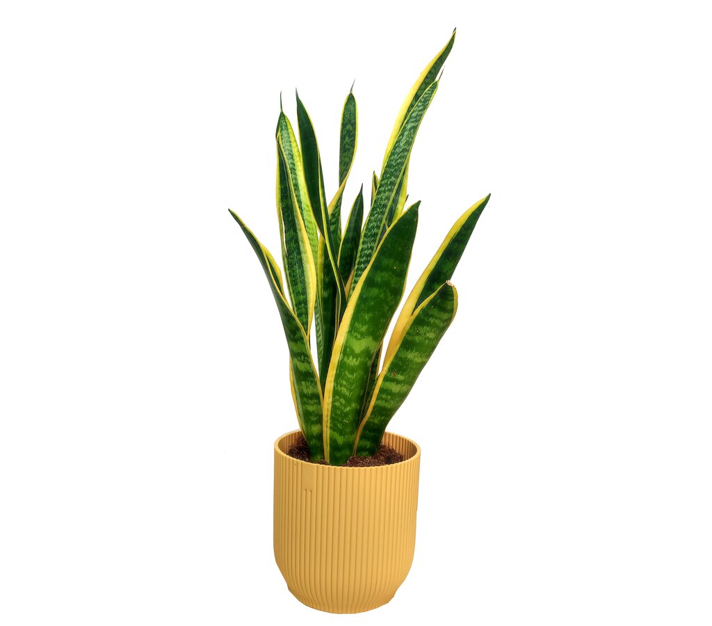 Sansevieria Laurenti M14 45cm (lengua De Suegra)_0