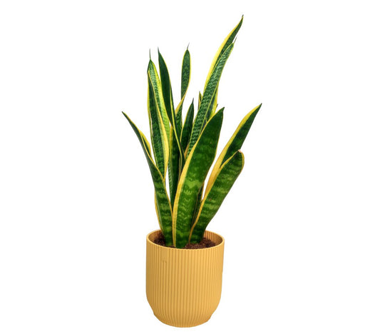 Sansevieria Laurenti M14 45cm (lengua De Suegra)