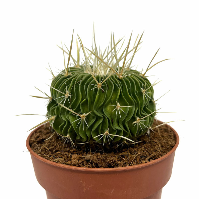 Echinofossulocactus Multicostatus Cactus Y Suculentas M8,5 Ø