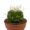 Echinofossulocactus Multicostatus Cactus Y Suculentas M8,5 Ø