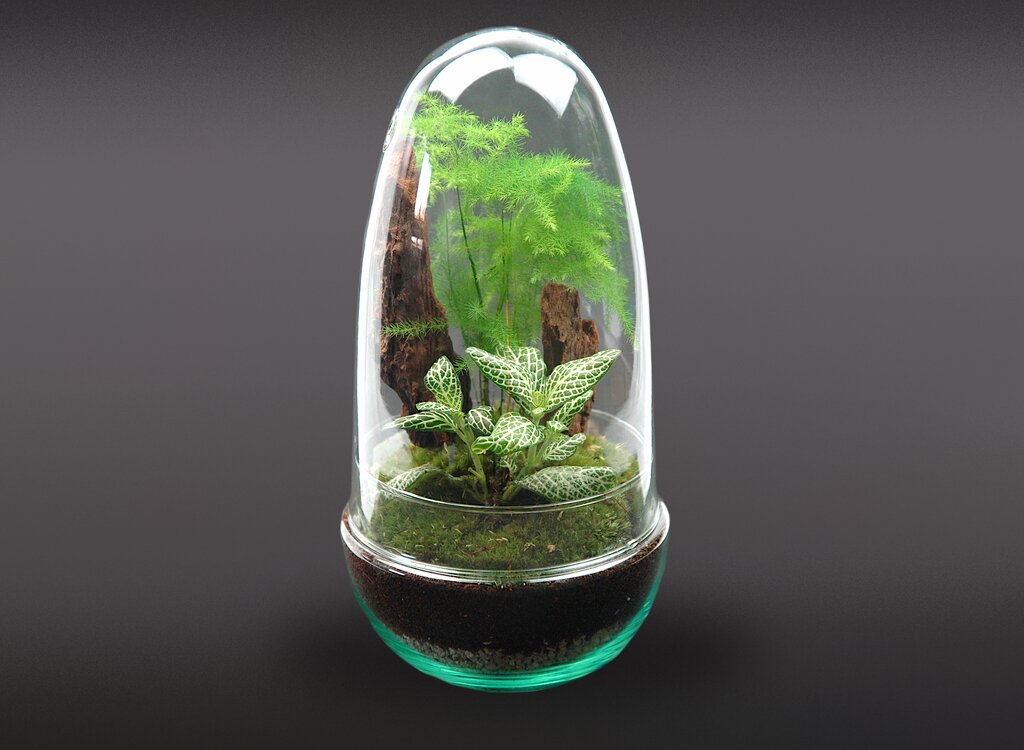 Nanogarden Egg Aspafitt 13x25cm