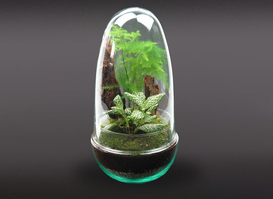 Nanogarden Egg Aspafitt 13x25cm
