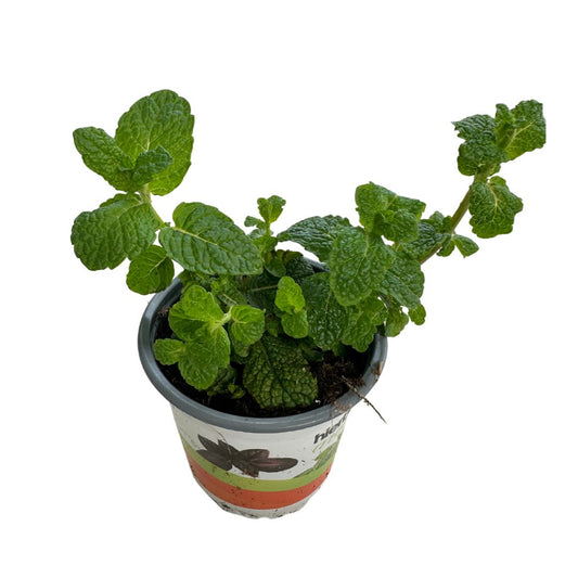 Hierbabuena Planta Aromática Y Medicinal (mentha Spicata) Maceta 14cm_0