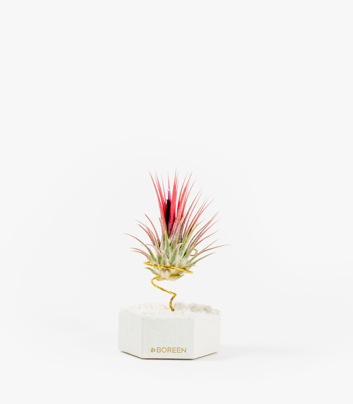 Planta De Aire Tillandsia Ionantha Con Hexágono De Cemento Y Piedras Blancas_0