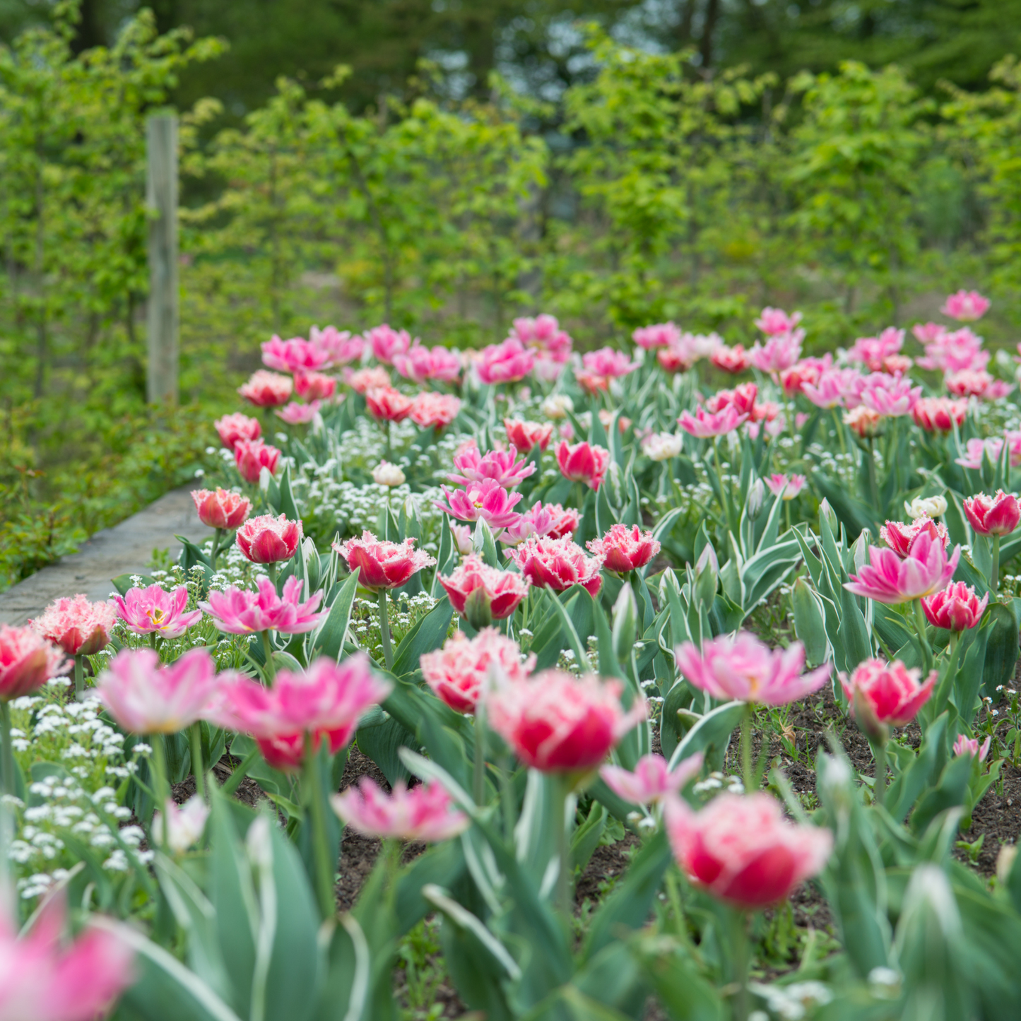 Bulbos De Tulipán - 10 Pzs - Tulipa 'queensland' - Bulbos De Flores - Rosa