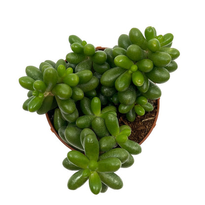 Sedum Hernandezii Cactus Y Suculentas