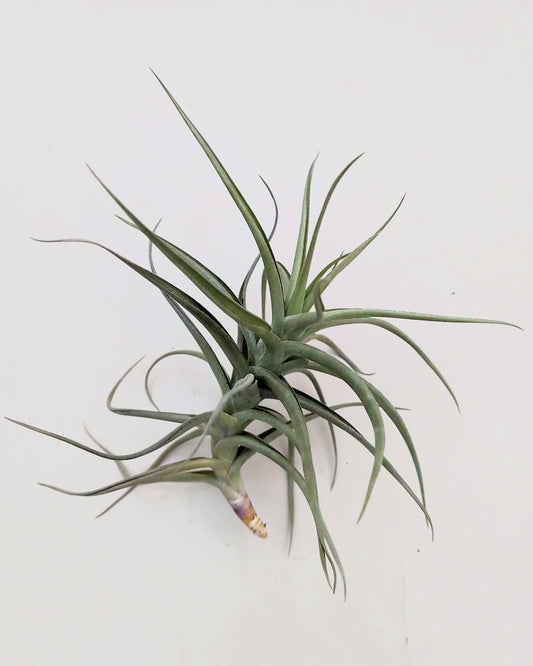 Tillandsia bergeri; planta del aire resistente y de fácil cuidado; Curiosarium; altura 12-15 cm, diámetro 15 cm_0