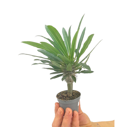 Pachypodium Lameri M6 10cm_0