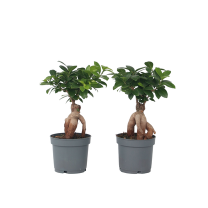 Laurel De Indias - 4 Pzs - Ficus Microcarpa - Altura 30-40cm - ⌀12cm